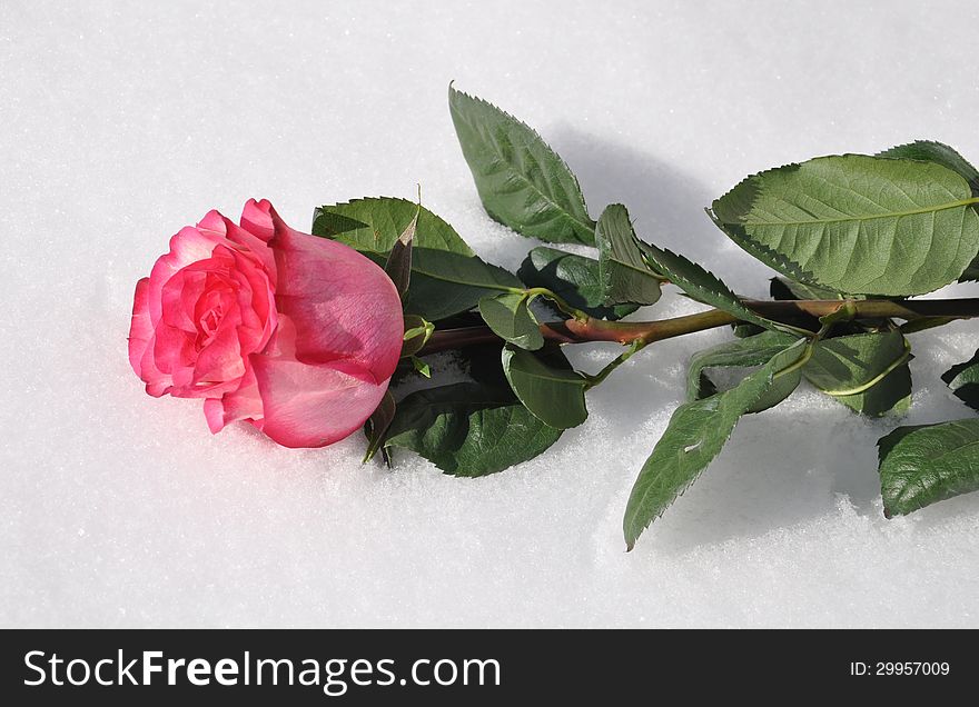 Stock Photo - red rose lying on the snow. Stock Photo - red rose lying on the snow