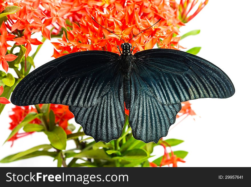 Close up of mail great mormon butterfly perching on red ixora flower, back side. Close up of mail great mormon butterfly perching on red ixora flower, back side