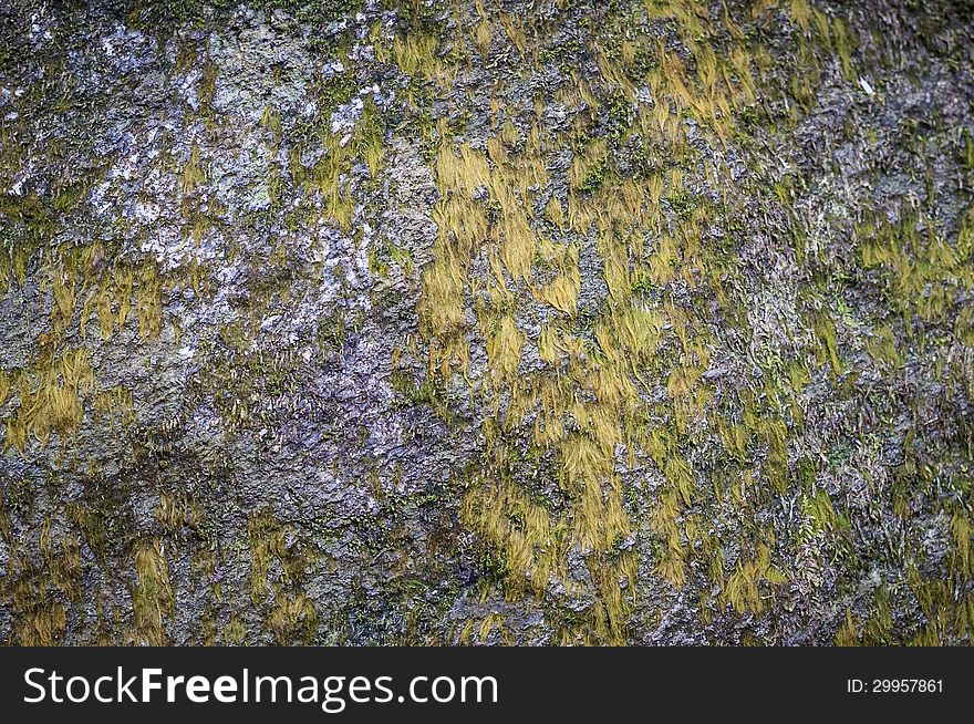 Stone texture with green moss. Stone texture with green moss