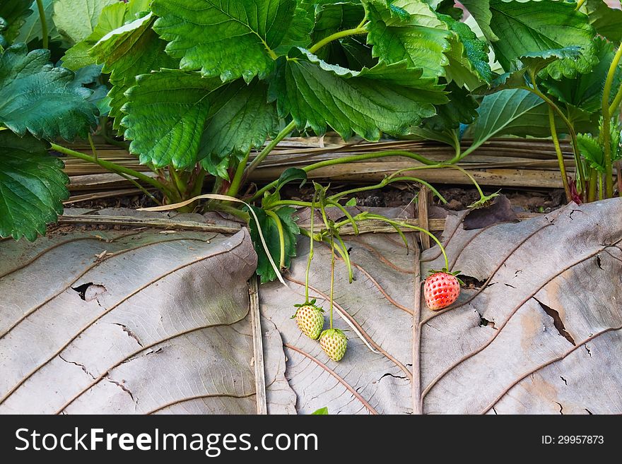 Strawberry plantation, focusing on strawberry fruits, one ripe fruit and two young fruits