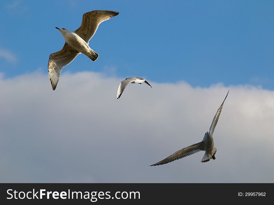 Sea birds in the sky. Sea birds in the sky