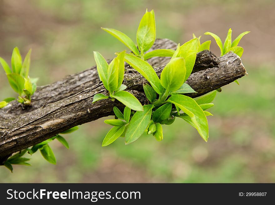 Earliest green spring leaves on old branches. Earliest green spring leaves on old branches