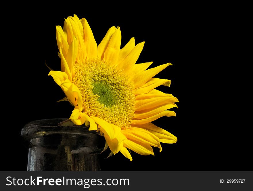 A color photograph of a bright yellow sunflower with a green center in an old glass bottle. The flower faces the right side where there is available copy space. The petals are a vibrant yellow on the black background. A color photograph of a bright yellow sunflower with a green center in an old glass bottle. The flower faces the right side where there is available copy space. The petals are a vibrant yellow on the black background.