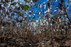 Unusual Perspective Of A Row Of Cotton Growing In A Cotton Field. Stock Images Unusual Perspective Of A Row Of Cotton Growing In A Cotton Field. Stock Images