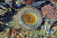 Sea Anemone In Tide Pools, Laguna Beach, California. Stock Photos