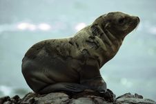 Sea Lion At Black Lava Field Royalty Free Stock Photography