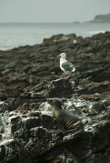 Sea Lion And Seagull Resting At Black Lava Field Stock Photo