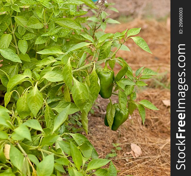 Freshness organic green peppers and basil herb