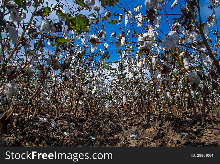 Unusual Perspective of a Row of Cotton Growing in a Cotton Field.