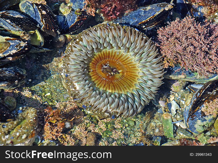 The anemone is a primitive animal living along the rocky coastline that captures its prey with tentacles and then puts the food into its mouth seen at the center. Also seen in the photo is purple Coralline algae at right and bivalve mussels at upper left. The anemone is a primitive animal living along the rocky coastline that captures its prey with tentacles and then puts the food into its mouth seen at the center. Also seen in the photo is purple Coralline algae at right and bivalve mussels at upper left.