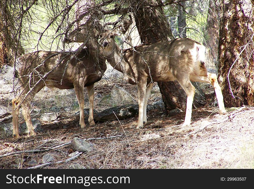 Mule Deer &x28;Blacktail&x29; in the Similkameen Valley