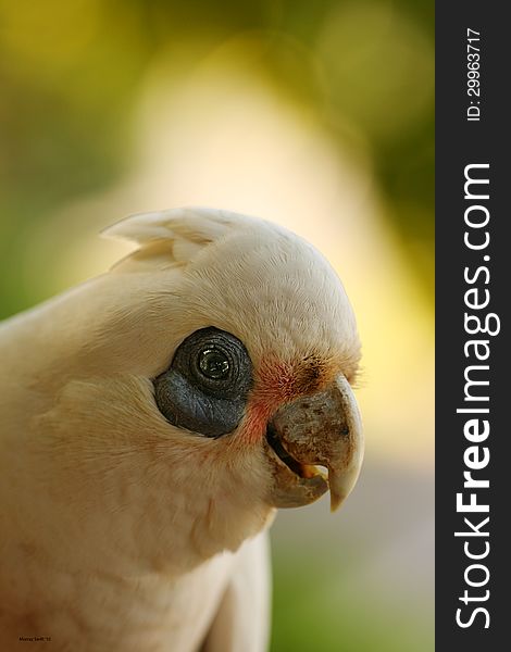 The Little Corella is a small white cockatoo with small crest. The Little Corella is found in inland and northern parts of Australia. There are also populations on parts of the east coast of Queensland and New South Wales.