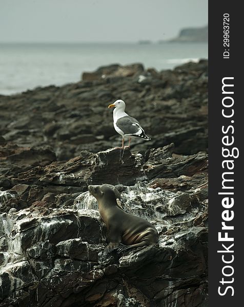 Sea Lion And Seagull Resting At Black Lava Field