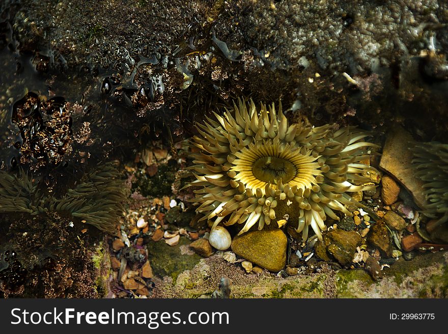 Actinium at lithoral at Passific ocean, CA