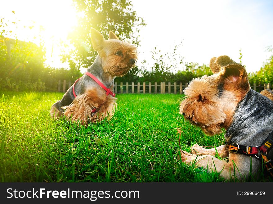 Yorkshire terrier looking at the sky, it's a dog dreamer ;)