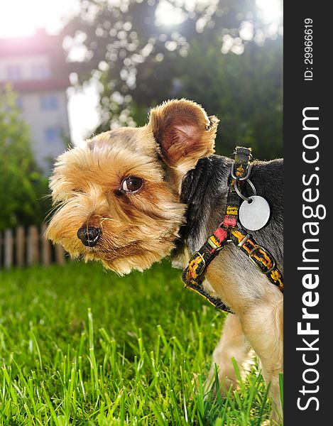 Yorkshire Terrier