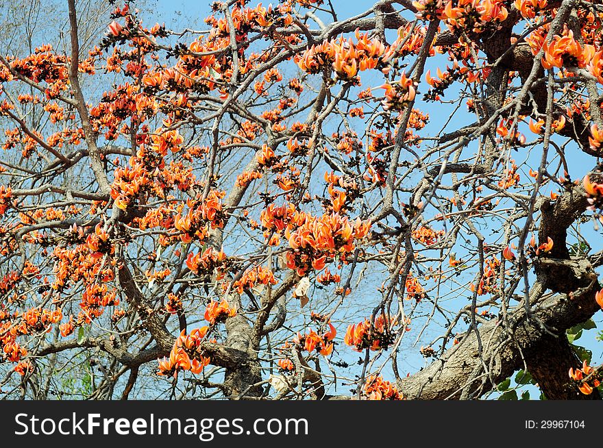 Chhola Tree In Full Bloom