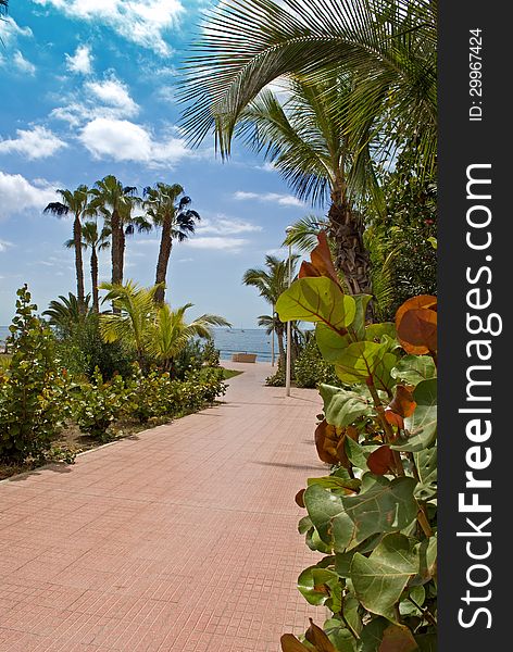 View of the sea in Tenerife, Spain with palm trees. View of the sea in Tenerife, Spain with palm trees