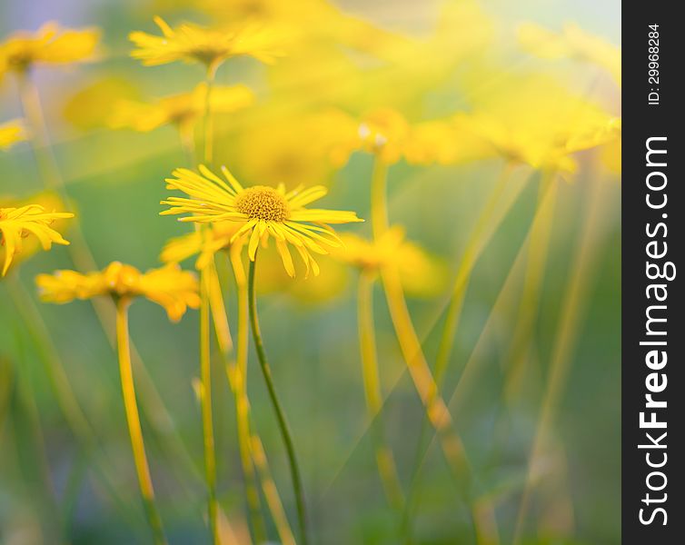 Close-up of yellow daisies