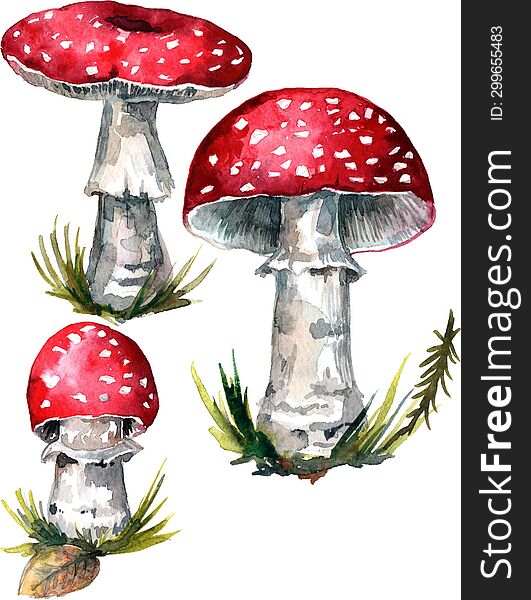 A bright red mushroom fly agaric painted by hand especially for your design