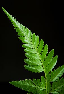 Fern Leaf Royalty Free Stock Images