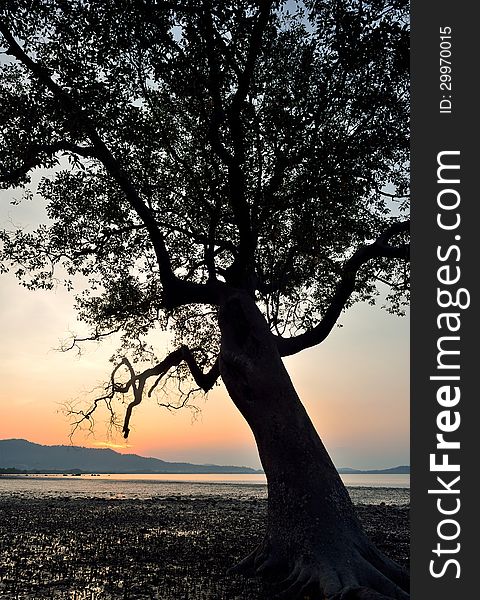 Silhouette of tree sunset