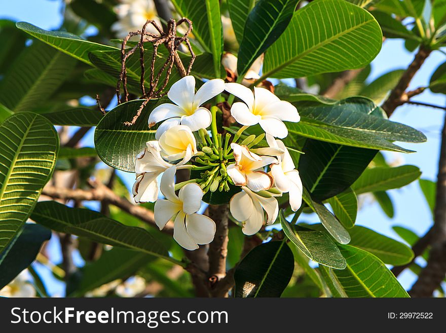 Group of white frangipani in nature.