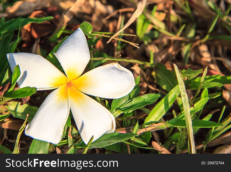 white frangipani on field .