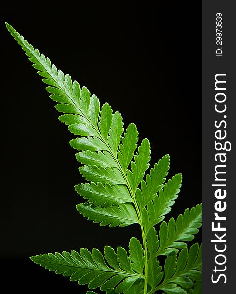 Fern leaf with black background