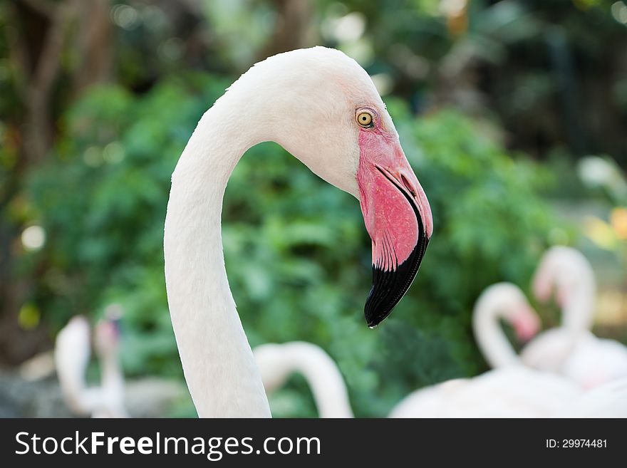 Pink flamingo head close up against blur background