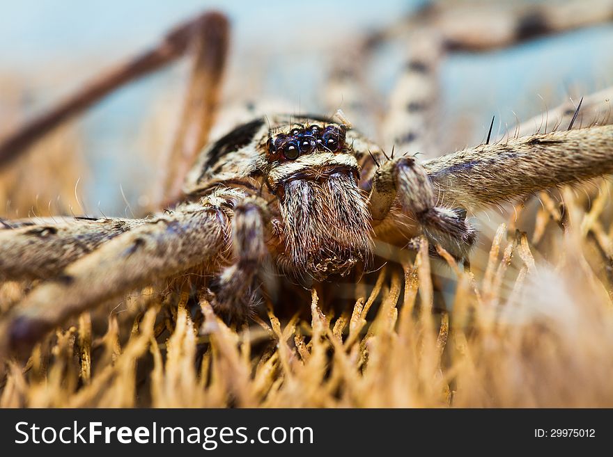 Close up of Giant House Spider