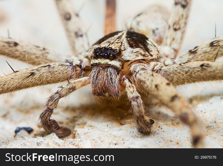 Close up of Giant House Spider