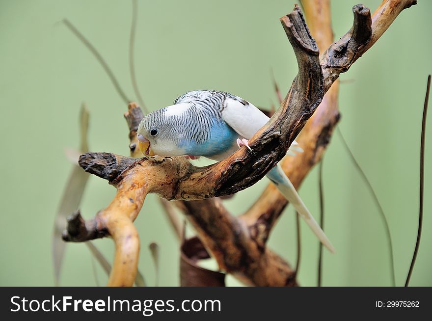Budgie resting on a dry branch