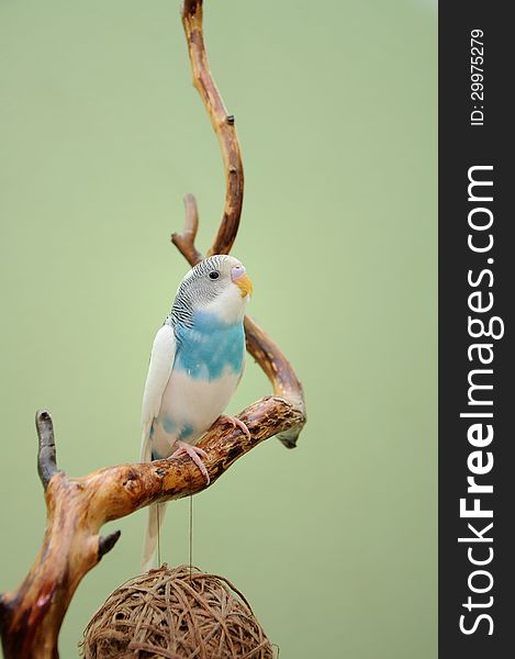 Budgie resting on a dry branch