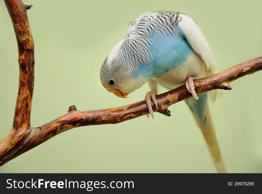 Budgie resting on a dry branch