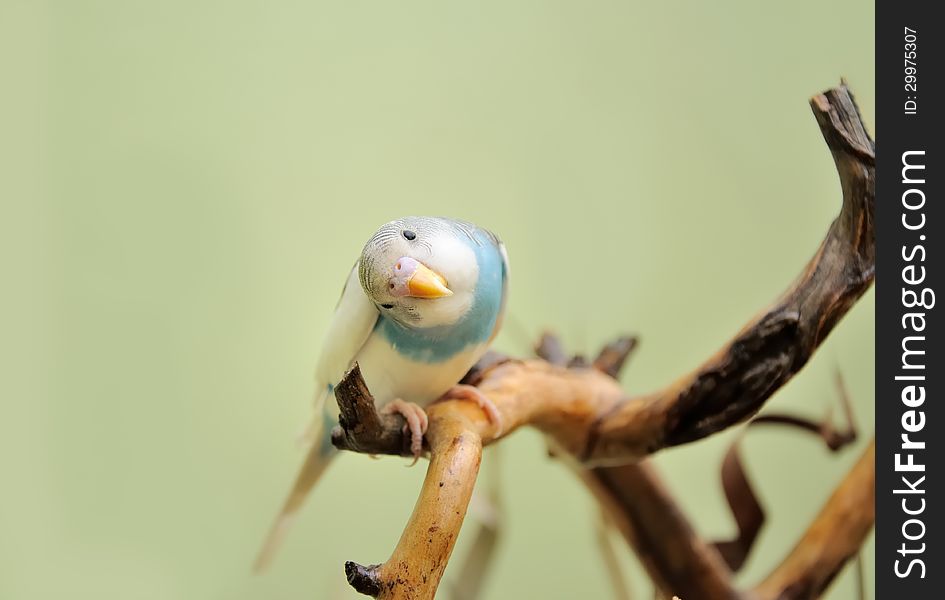 Budgie resting on a dry branch