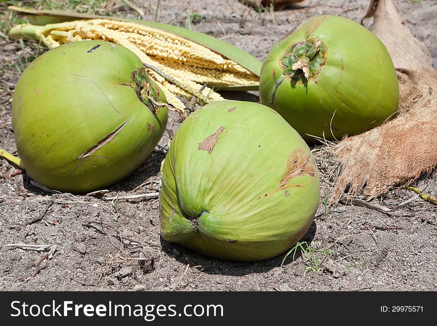 Three coconuts on the ground