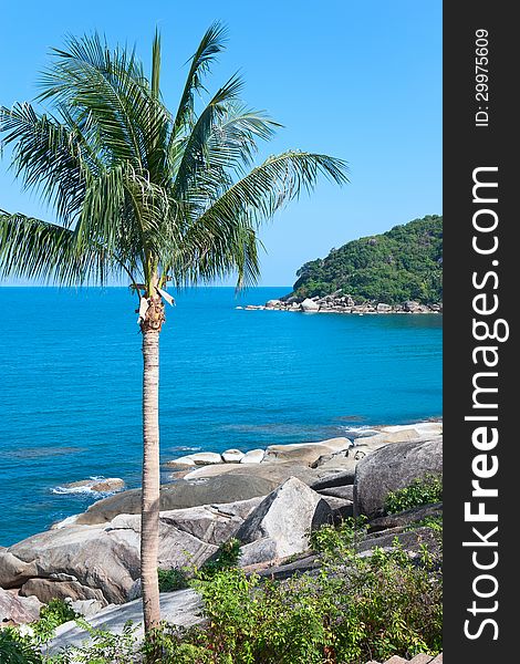 Coconut palm on stony coast in Asia