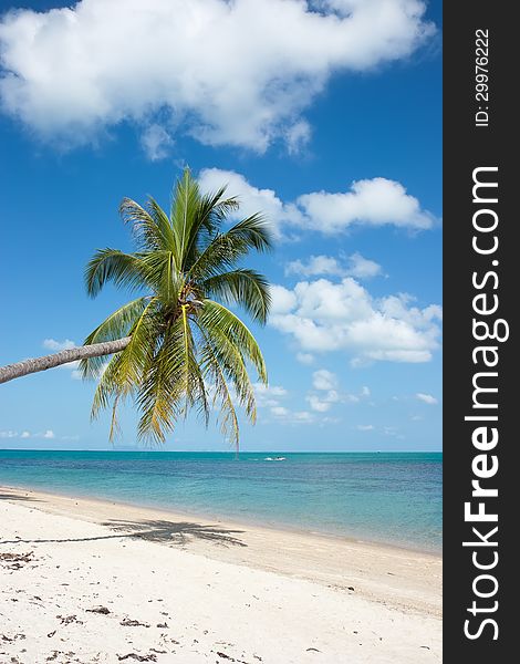 Palm tree on asian beach