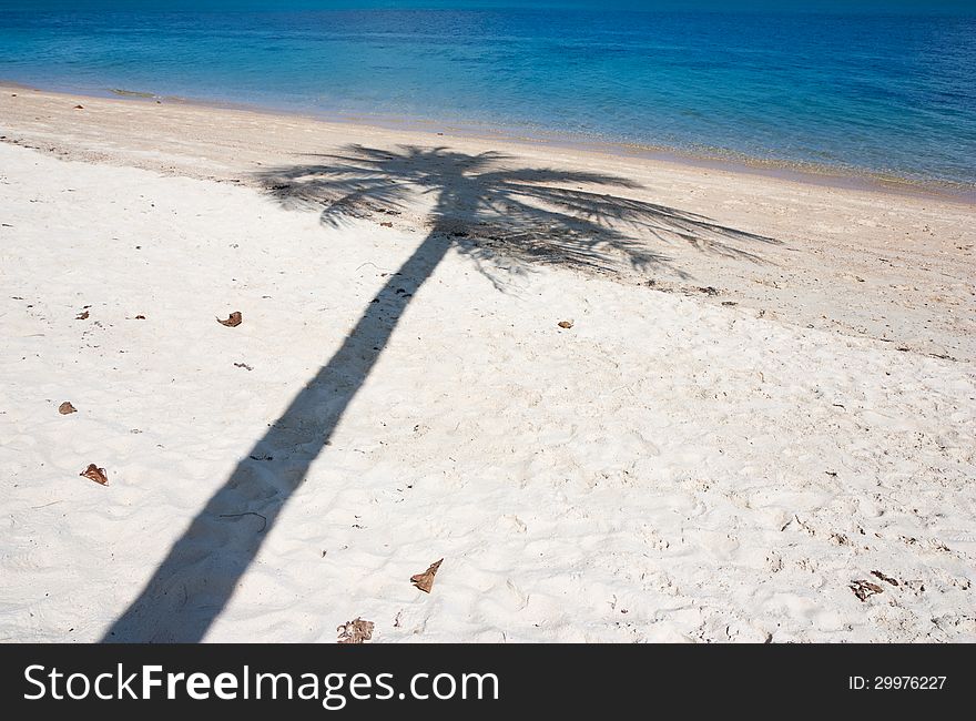 Coconut tree shadow on the beach