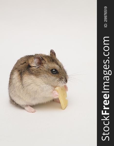 Hamster cheese