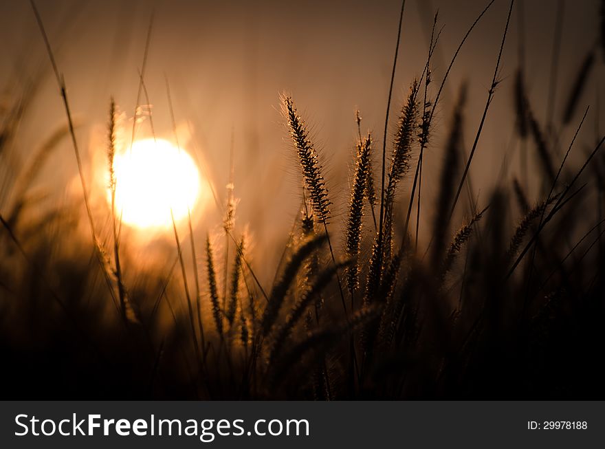 Sunrise On  Flower Grass