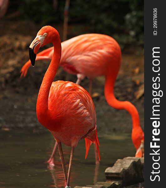 Flamingo in bird sanctuary
