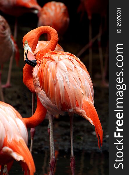 Flamingo Drying Wings