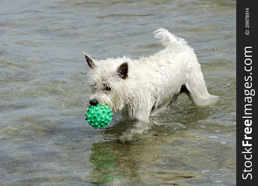 Small West Highland White Terrier playing catch at the lake