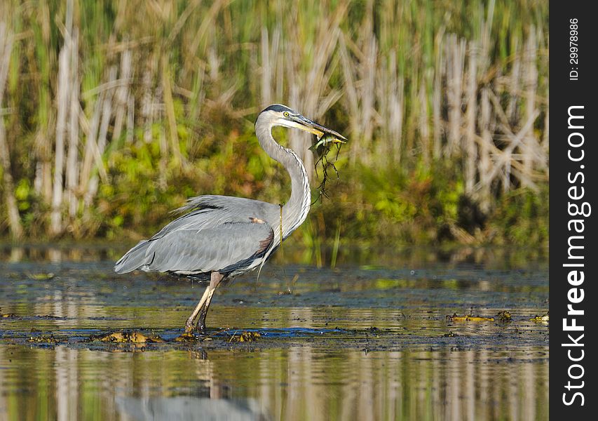 Heron Catches A Fish