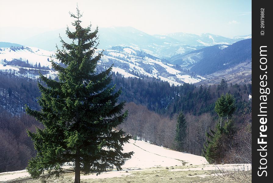 Fir tree in mountains. Carpathian mountain range, Ukraine. Fir tree in mountains. Carpathian mountain range, Ukraine.