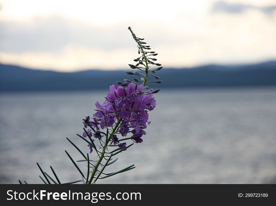 The photo shows a stunning landscape with a flower in the foreground, which stands out against the background of the sea, mountains and sky. The flower looks like a bright splash of color among the general palette. The photo shows a stunning landscape with a flower in the foreground, which stands out against the background of the sea, mountains and sky. The flower looks like a bright splash of color among the general palette.