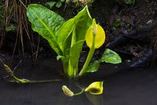 Western Skunk Cabbage Royalty Free Stock Photo Western Skunk Cabbage Royalty Free Stock Photo