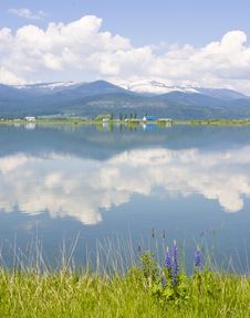 Pend Oreille River Reflection Of Clouds, Selkirk Mountains And Western Lupine Royalty Free Stock Photography Pend Oreille River Reflection Of Clouds, Selkirk Mountains And Western Lupine Royalty Free Stock Photography